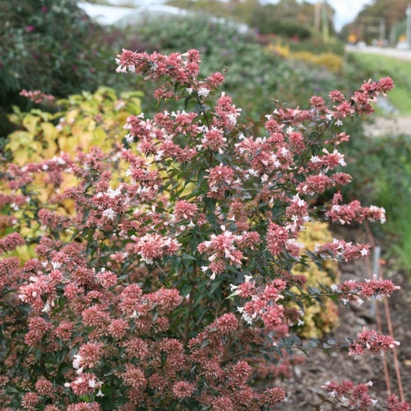 ABELIA RUBY ANNIVERSARY ABELIA