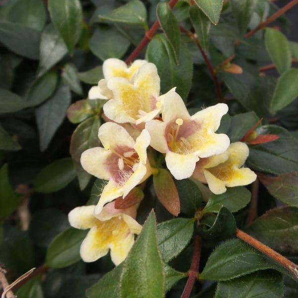 ABELIA SUNNY ANNIVERSARY ABELIA