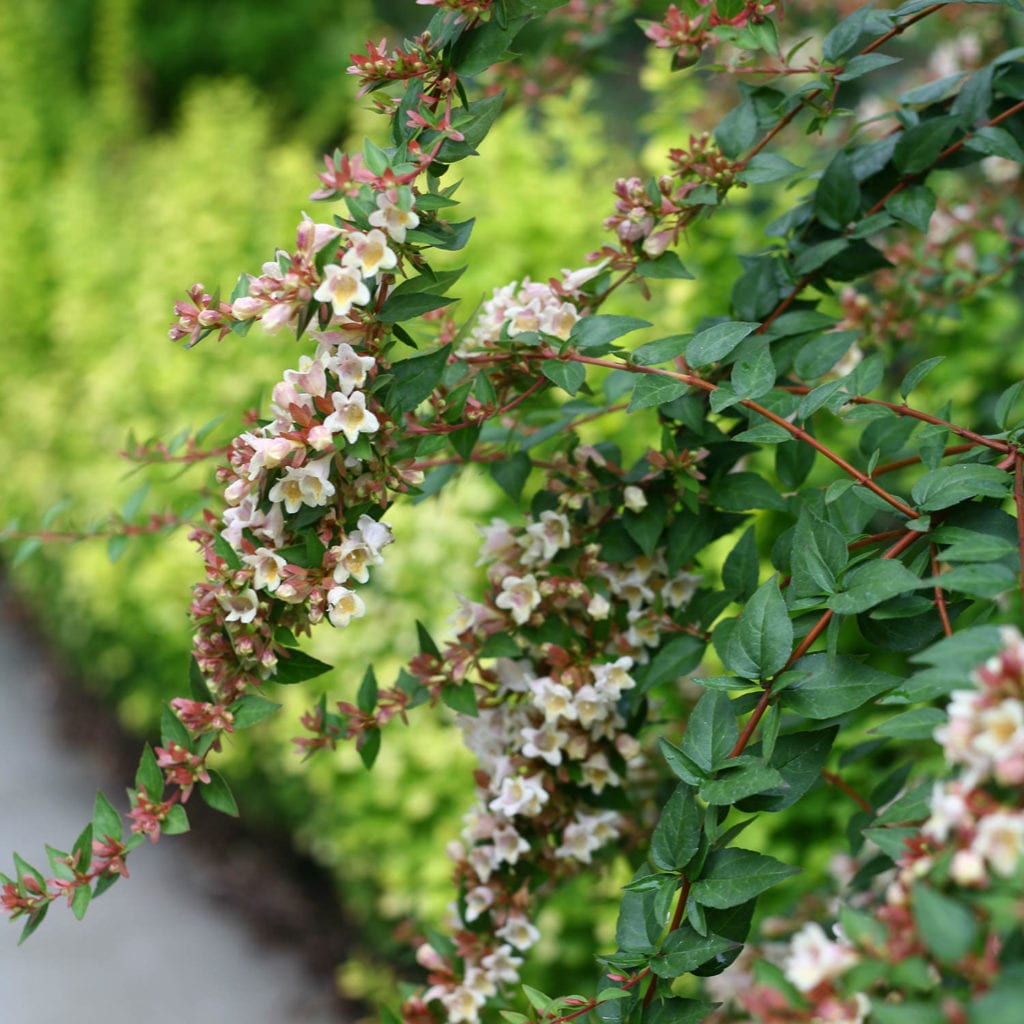 Abelia SUNNY ANNIVERSARY Buy Abelia Shrubs Online
