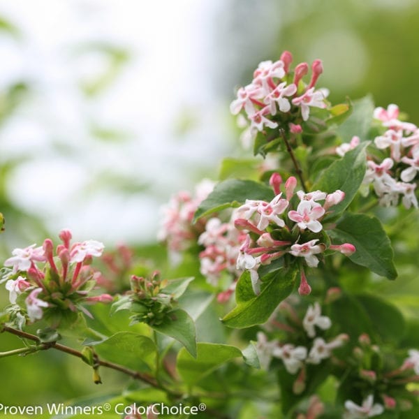 ABELIA SWEET EMOTION ABELIA HARDY