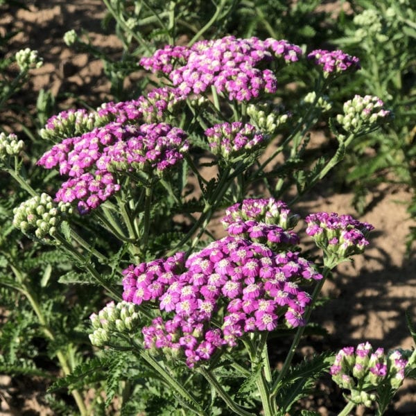 ACHILLEA FIREFLY AMETHYST YARROW