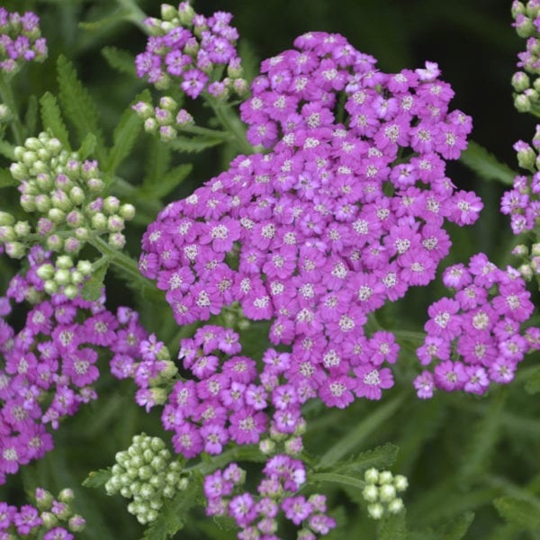 ACHILLEA FIREFLY AMETHYST YARROW