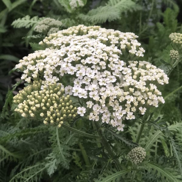 ACHILLEA FIREFLY DIAMOND YARROW