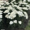 ACHILLEA FIREFLY DIAMOND YARROW