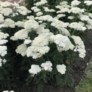 ACHILLEA FIREFLY DIAMOND YARROW