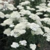 ACHILLEA FIREFLY DIAMOND YARROW