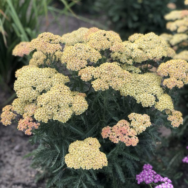 ACHILLEA FIREFLY PEACH SKY YARROW