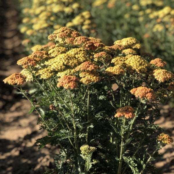 ACHILLEA FIREFLY PEACH SKY YARROW