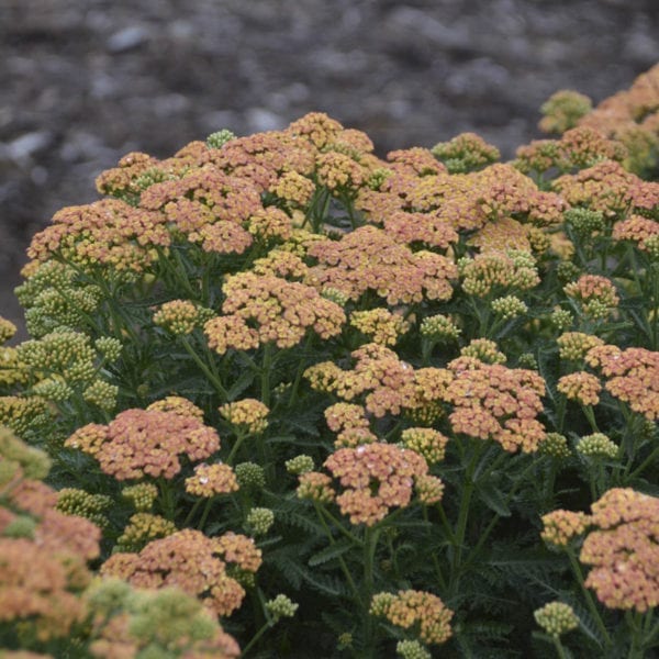 ACHILLEA FIREFLY PEACH SKY YARROW