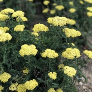 ACHILLEA FIREFLY SUNSHINE YARROW