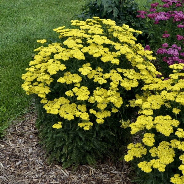 ACHILLEA FIREFLY SUNSHINE YARROW