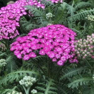 Achillea - Yarrow