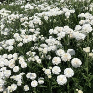 ACHILLEA PETER COTTONTAIL YARROW