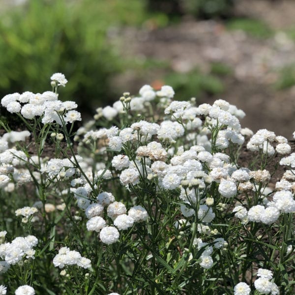 ACHILLEA PETER COTTONTAIL YARROW