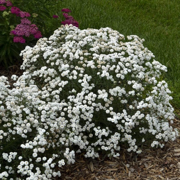 ACHILLEA PETER COTTONTAIL YARROW