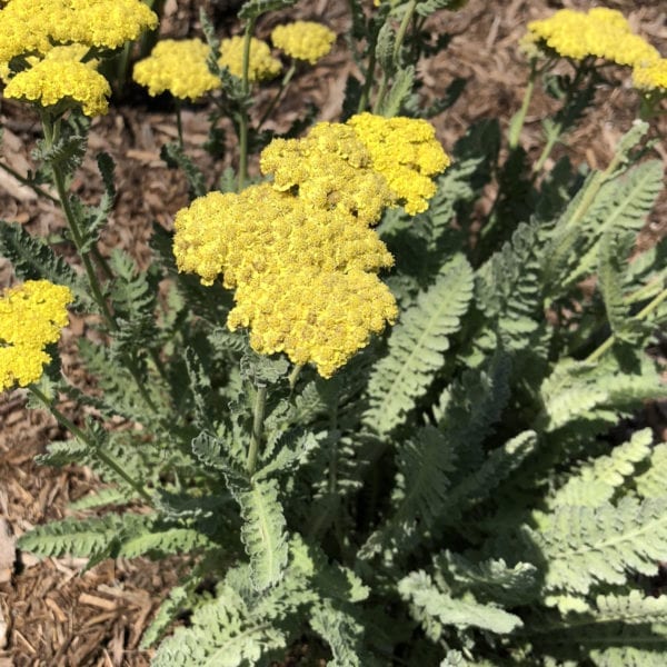 ACHILLEA SASSY SUMMER SILVER YARROW