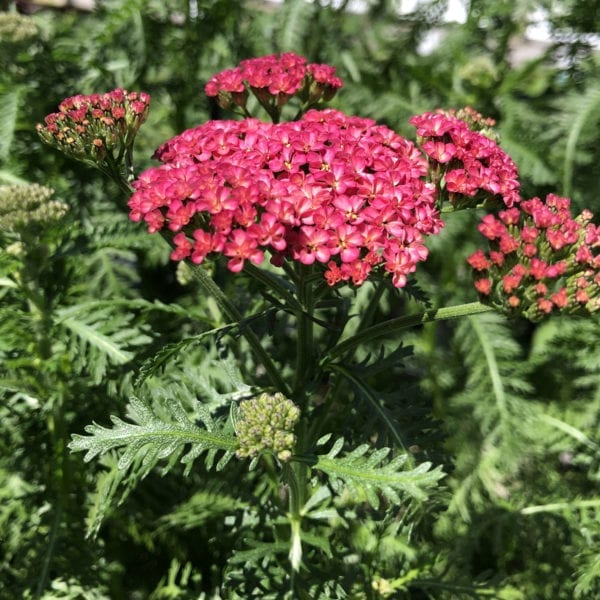 ACHILLEA SASSY SUMMER TAFFY YARROW