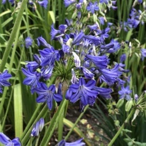 AGAPANTHUS LITTLE GALAXY LILY OF THE NILE