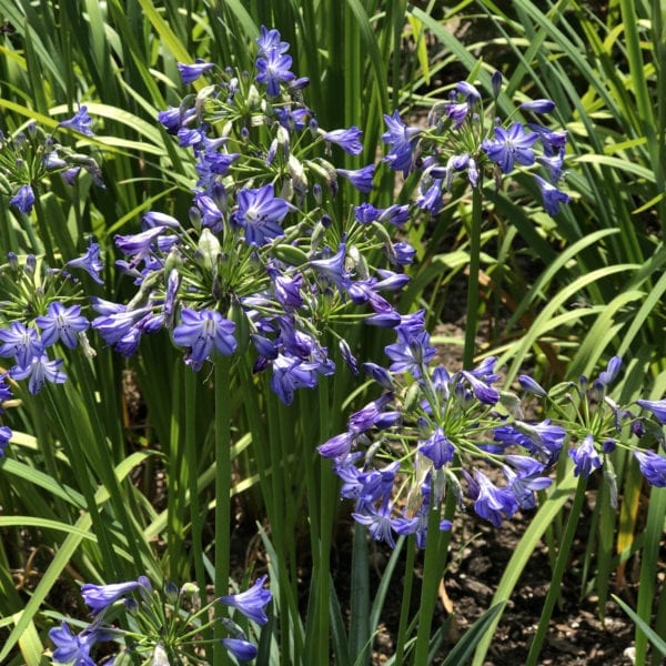 AGAPANTHUS LITTLE GALAXY LILY OF THE NILE