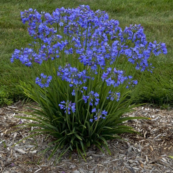 AGAPANTHUS LITTLE GALAXY LILY OF THE NILE