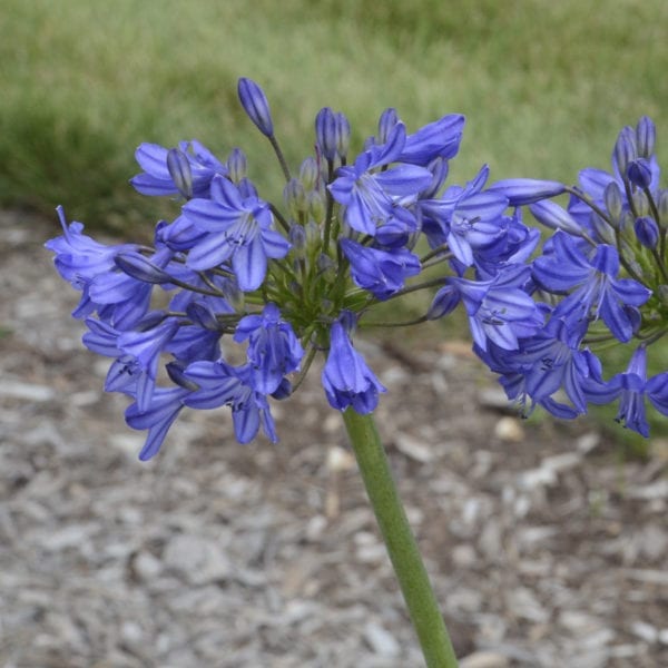 AGAPANTHUS LITTLE GALAXY LILY OF THE NILE