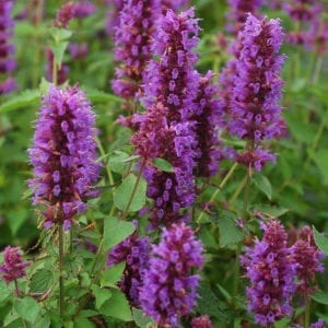 AGASTACHE BLUE BOA HYSSOP