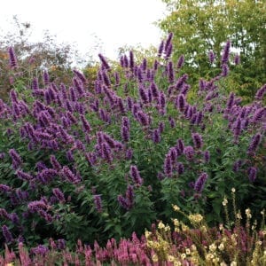 AGASTACHE BLUE BOA HYSSOP