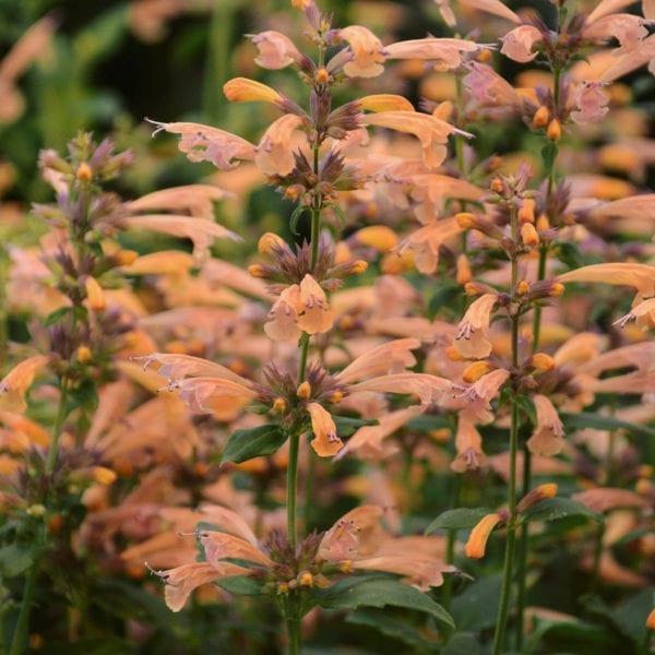 AGASTACHE MANGO TANGO HYSSOP