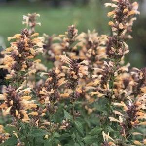 AGASTACHE PEACHIE KEEN HYSSOP