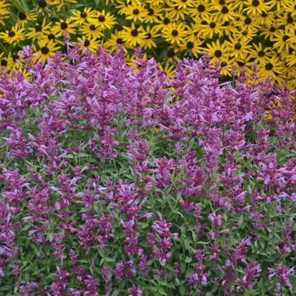 AGASTACHE ROSIE POSIE HYSSOP