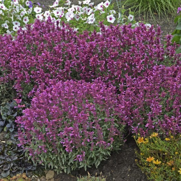 AGASTACHE ROSIE POSIE HYSSOP