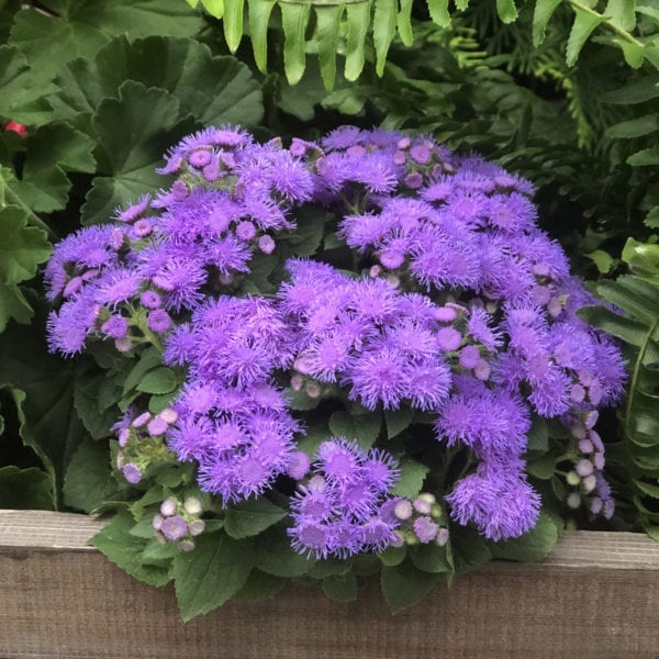 AGERATUM ARTIST BLUE FLOSS FLOWER