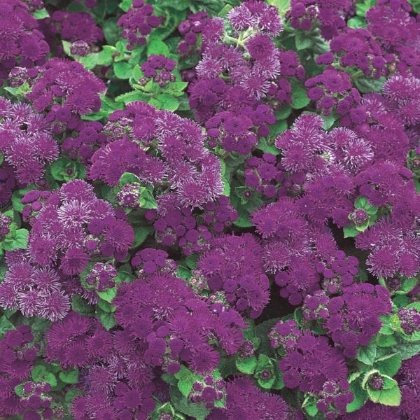 AGERATUM ARTIST BLUE FLOSS FLOWER