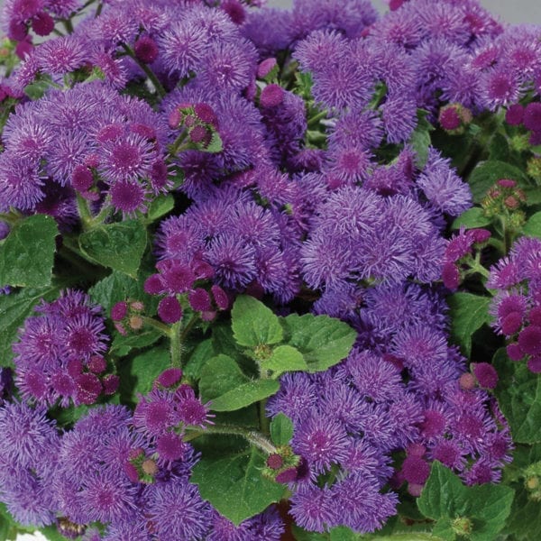 AGERATUM ARTIST BLUE FLOSS FLOWER