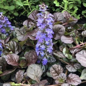 AJUGA BLACK SCALLOP BUGLEWEED