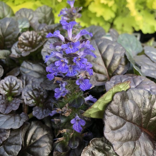 AJUGA BLACK SCALLOP BUGLEWEED