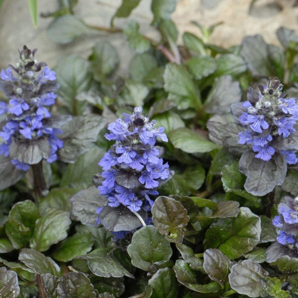 AJUGA BLACK SCALLOP BUGLEWEED