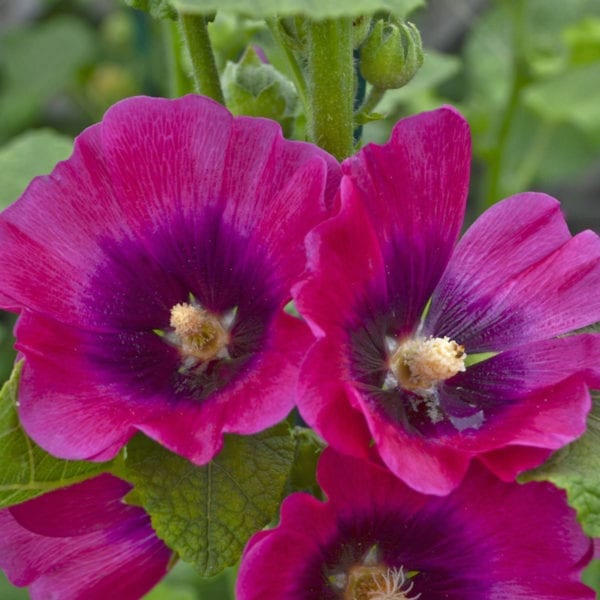 ALCEA HALO SERIES CERISE HOLLYHOCK