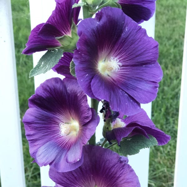 ALCEA HALO SERIES LAVENDER HOLLYHOCK