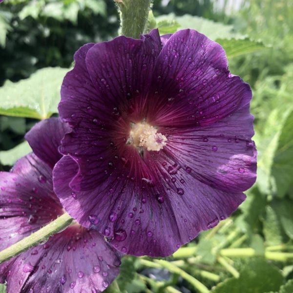 ALCEA HALO SERIES LAVENDER HOLLYHOCK