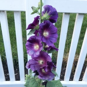 ALCEA HALO SERIES LAVENDER HOLLYHOCK