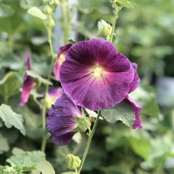 ALCEA HALO SERIES LAVENDER HOLLYHOCK