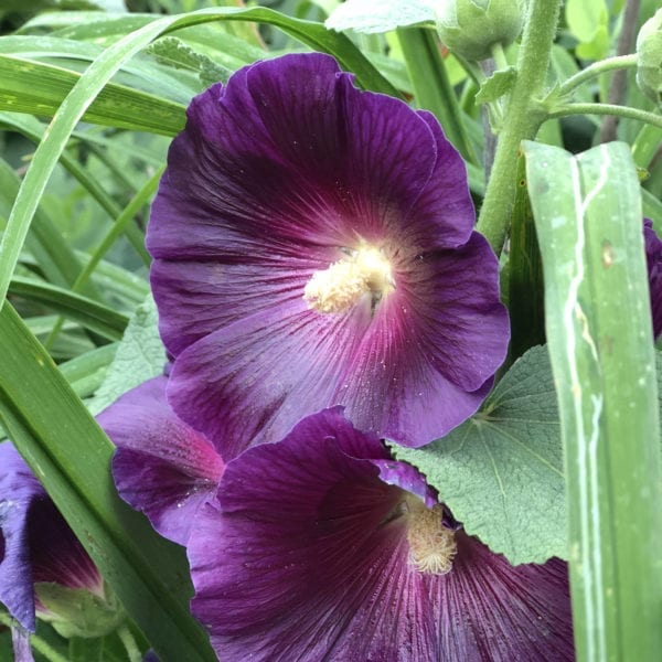 ALCEA HALO SERIES LAVENDER HOLLYHOCK