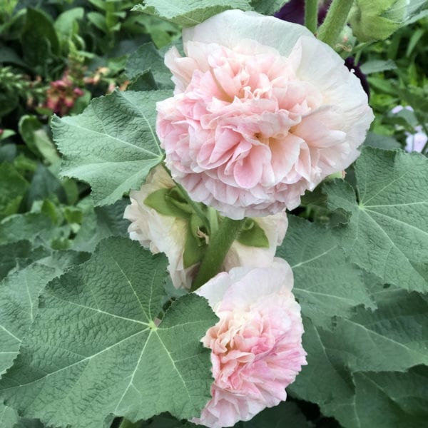 ALCEA PEACHES N DREAMS HOLLYHOCK