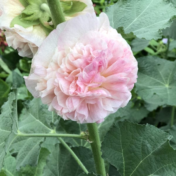 ALCEA PEACHES N DREAMS HOLLYHOCK