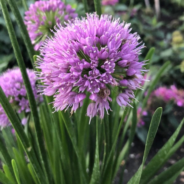 ALLIUM MILLENIUM ONION ORNAMENTAL