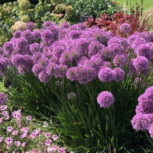 Allium Millenium - Order Online