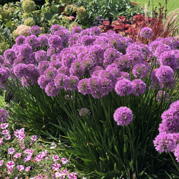 ALLIUM MILLENIUM ONION ORNAMENTAL