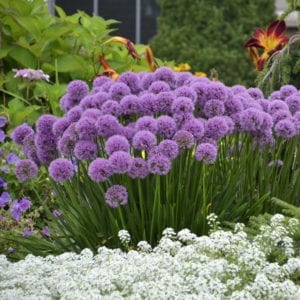 ALLIUM MILLENIUM ONION ORNAMENTAL