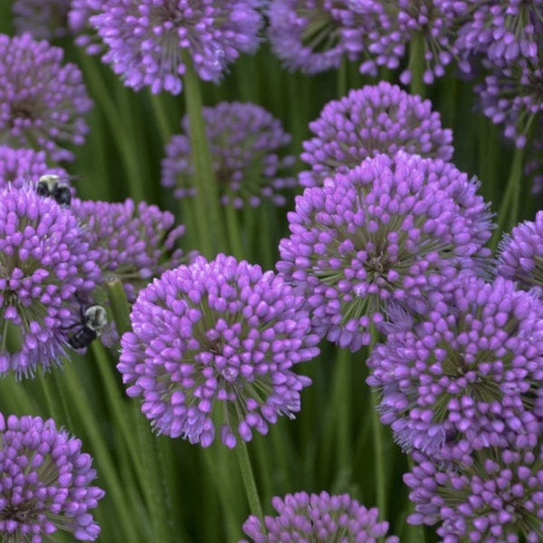 ALLIUM MILLENIUM ONION ORNAMENTAL